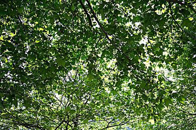 《怪物猎人：荒野》大厅最多支持100人在线